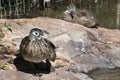 Protective Female Wood Duck and Her Duckling Royalty Free Stock Photo